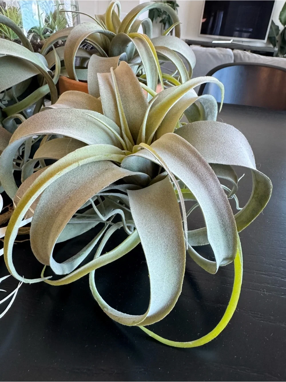 Artificial Air Plants. Large & Small *pot not included*
